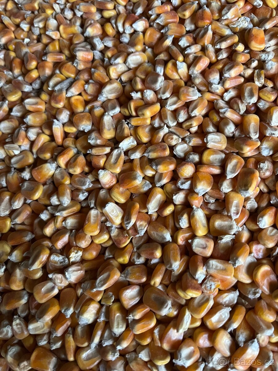 Kukuřice sušená letošní