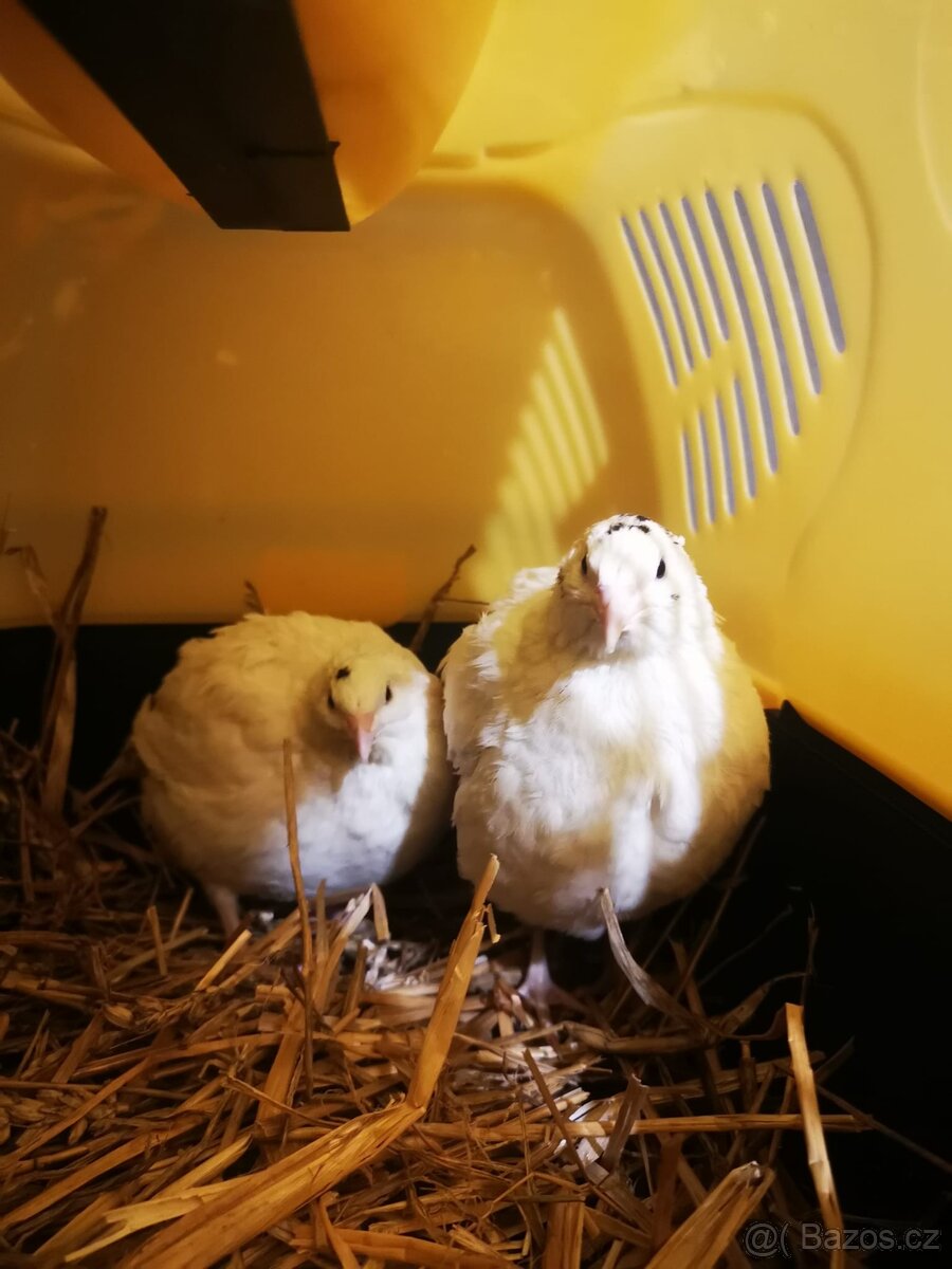 Kohouti , křepelka , křepelky