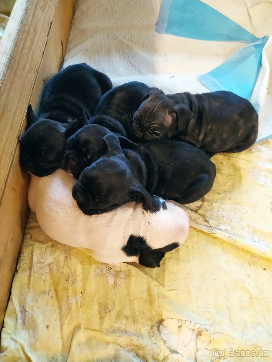 Francouzský Buldoček