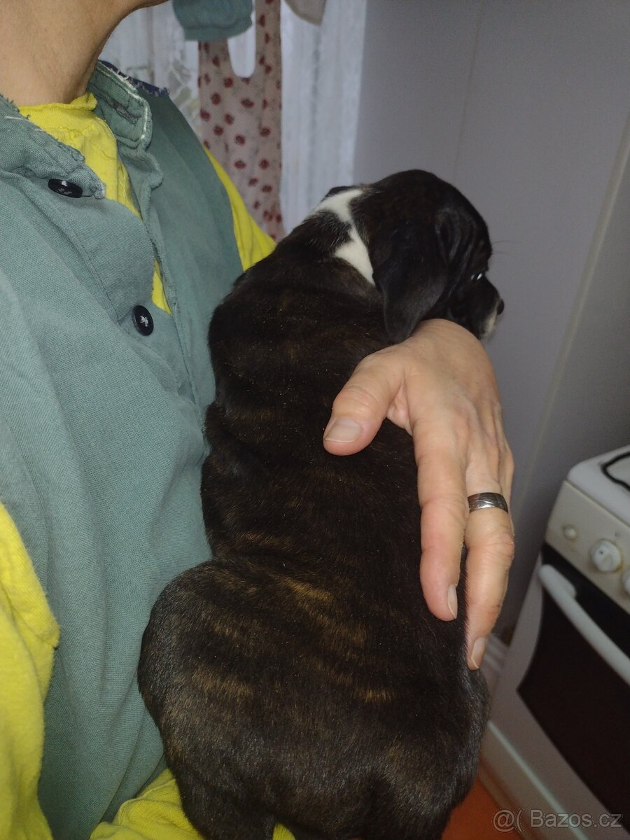 Stafordšírský bulteriér