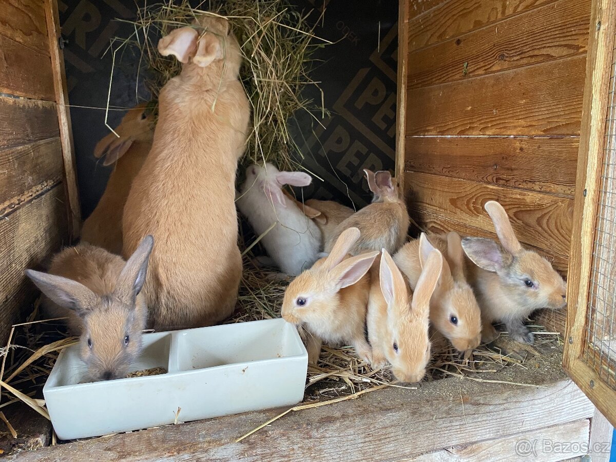 Prodám králíky - vhodné na chov i na maso