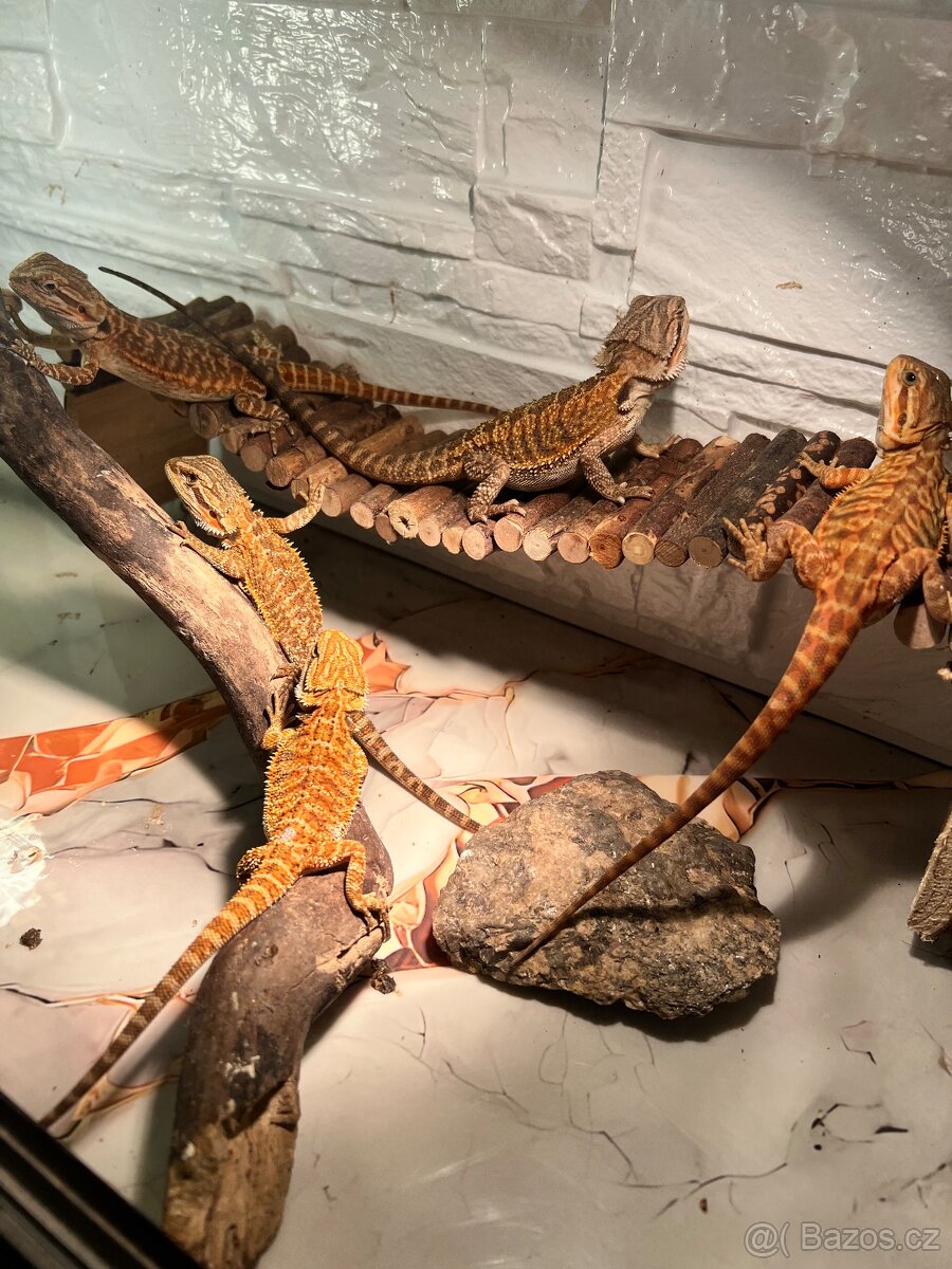 Agama vousata