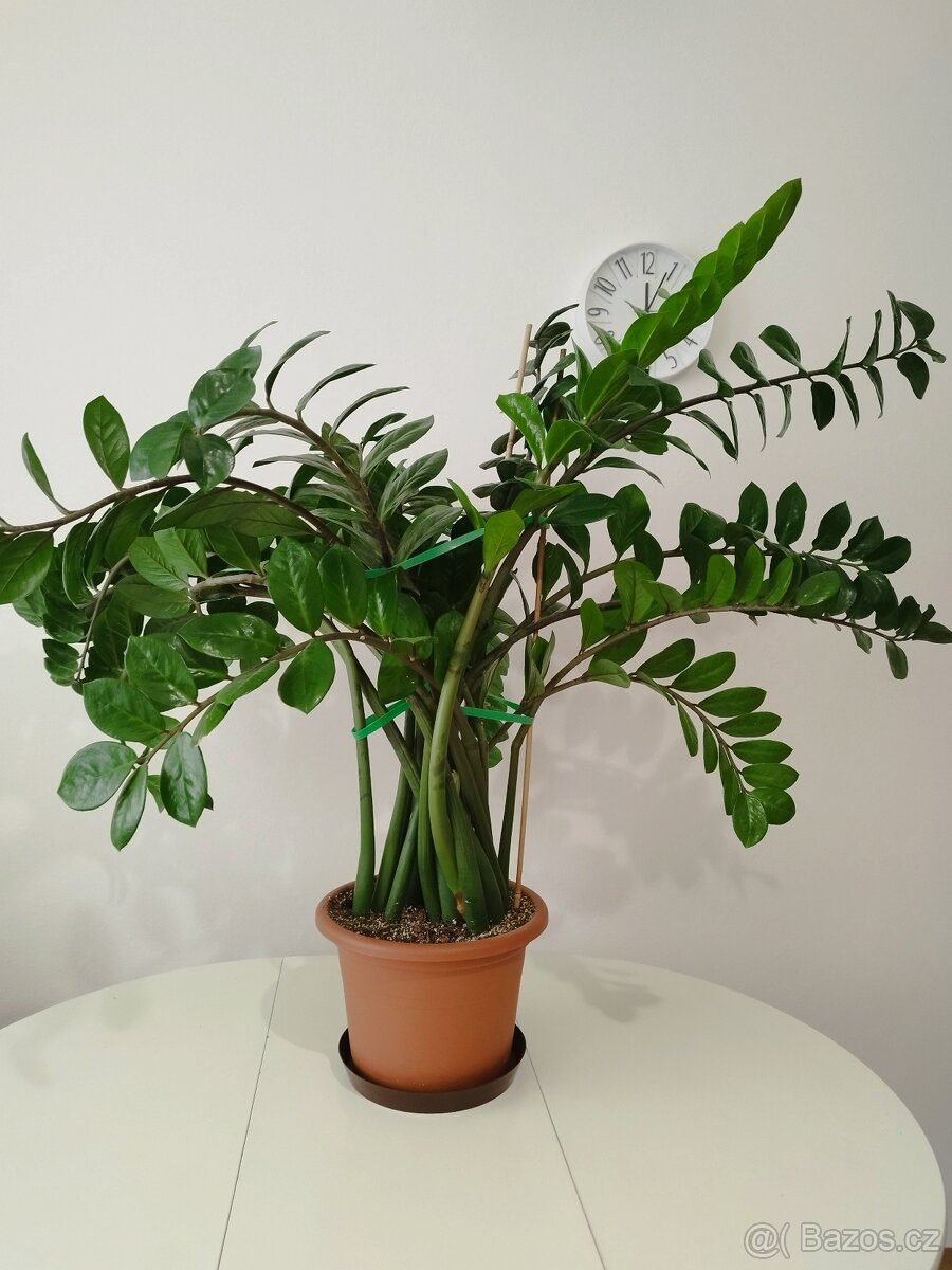 Zamioculcas