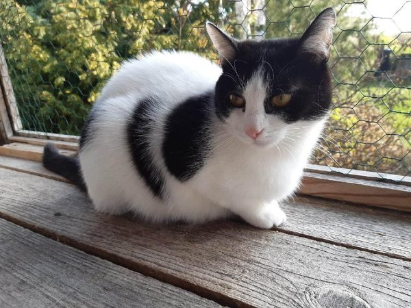 Krásná Rozárka hledá domov pro sebe a svou mámu