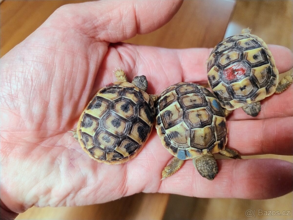 Suchozemská želva zelenavá - smlouva + CITES doklady