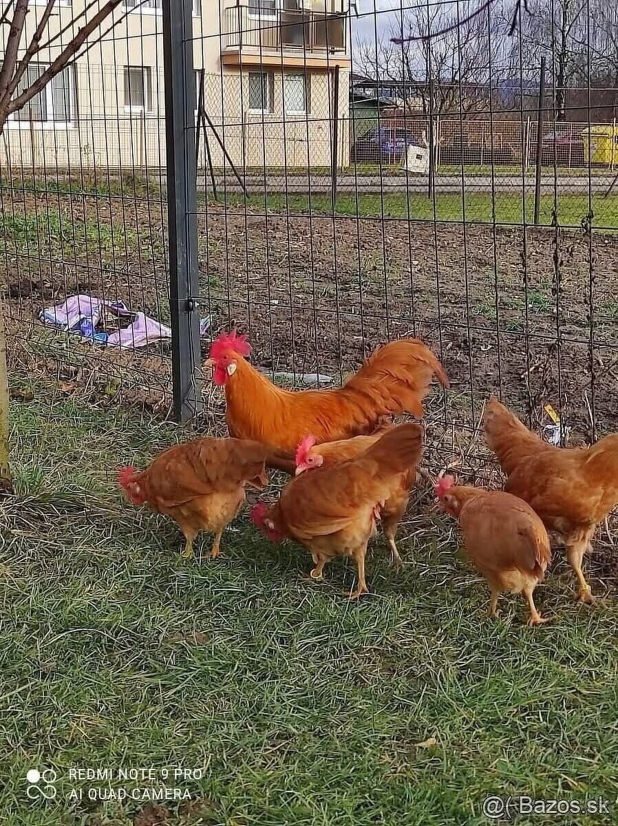 Vlaška žltá zdr NV