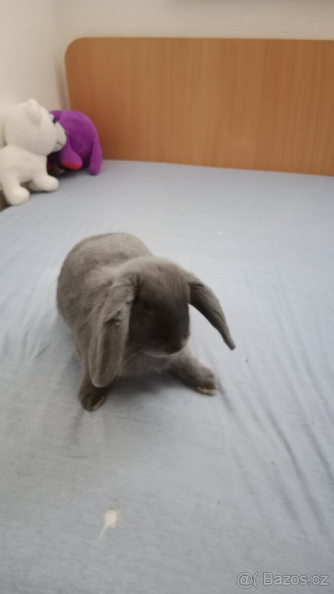 Domácí králík