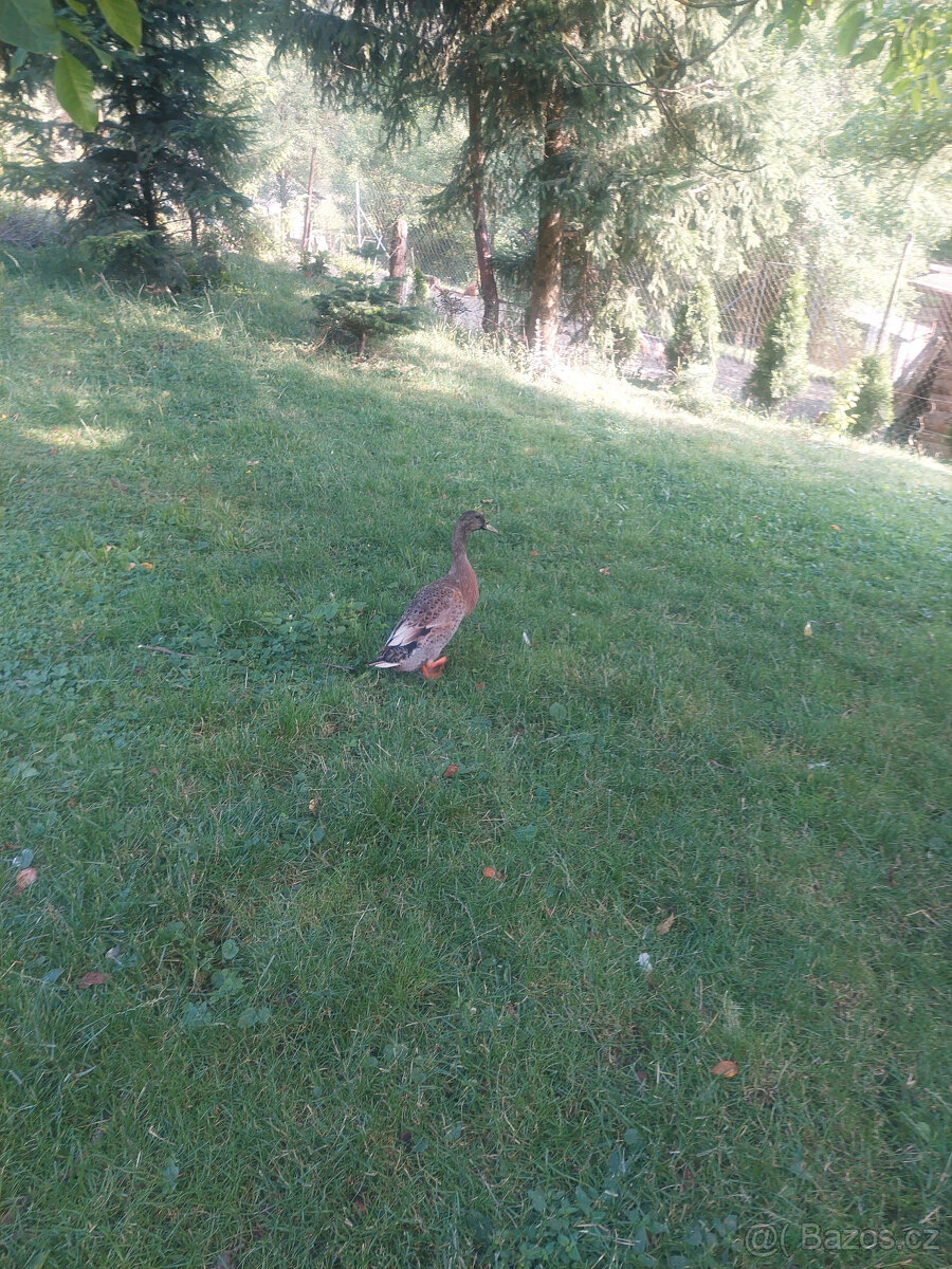 kačer