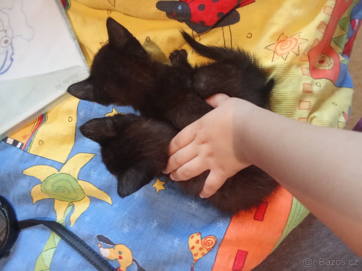 Kaťata