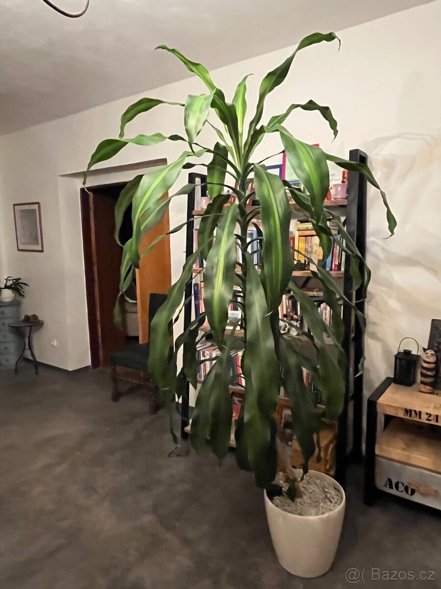 Velká kytka i s kvetinacem