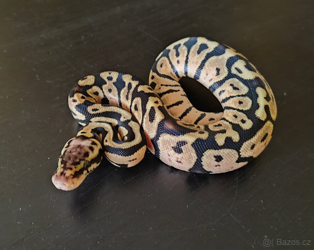 Krajta královská ♀️