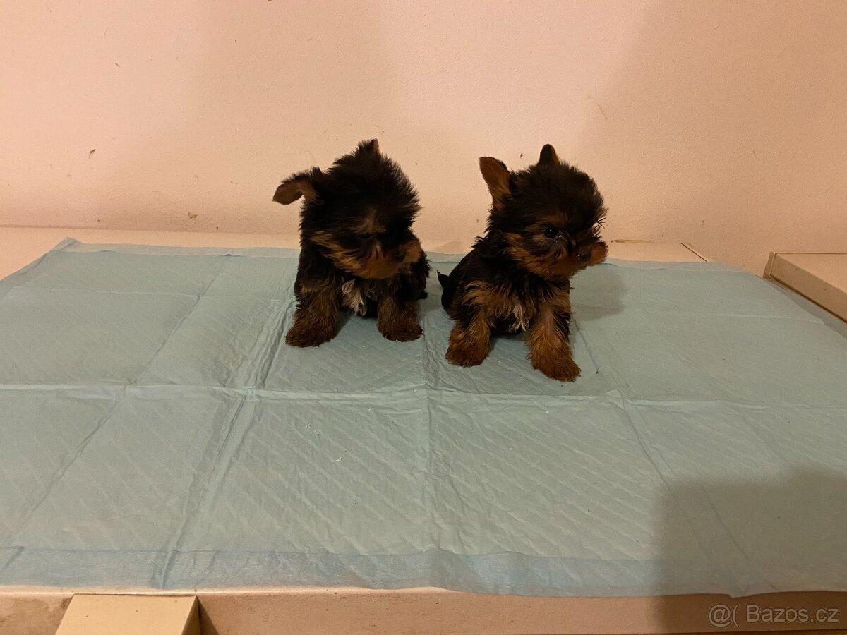 Yorkshire terrier , York, Jorkšír,Yorkshir