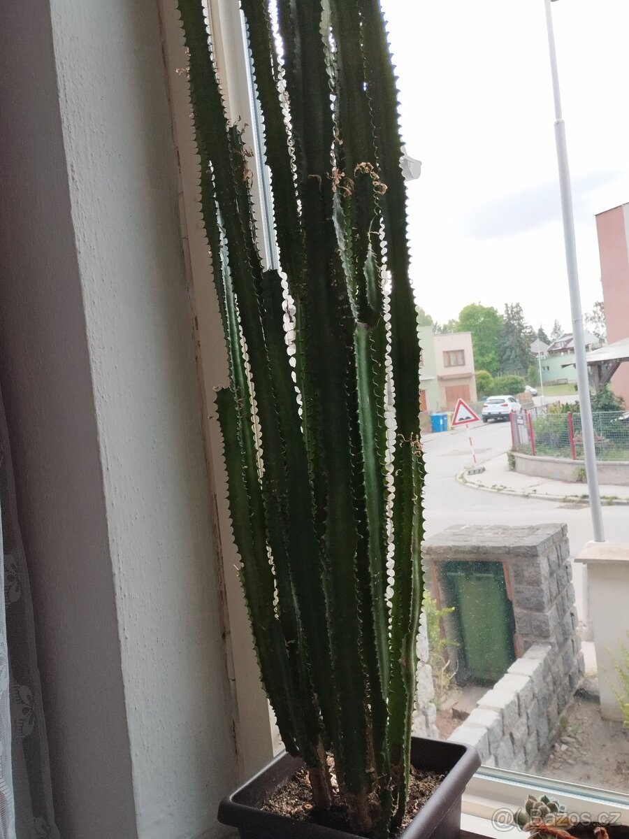 prodej