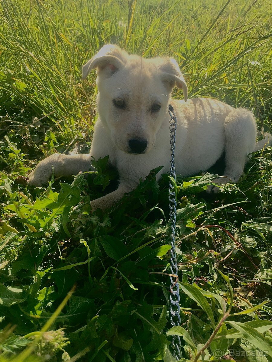 Labradorský Retrívr - Štěňátko
