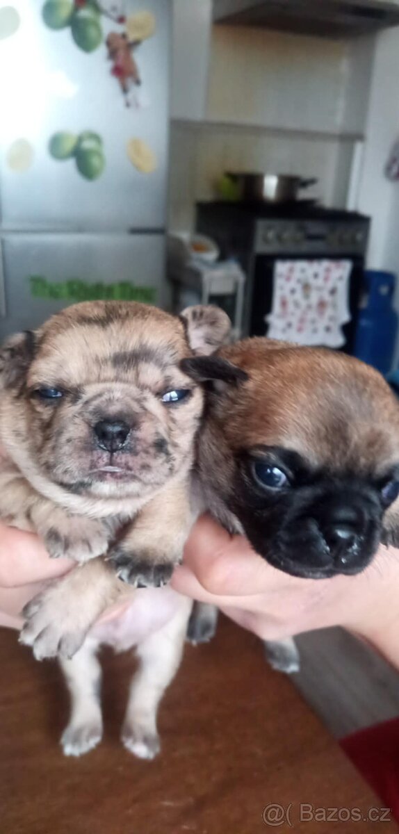 Mops Štěňata