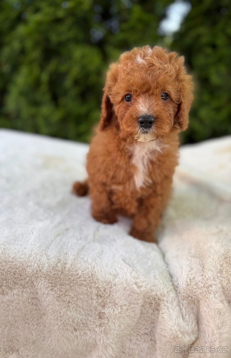 Cavapoo