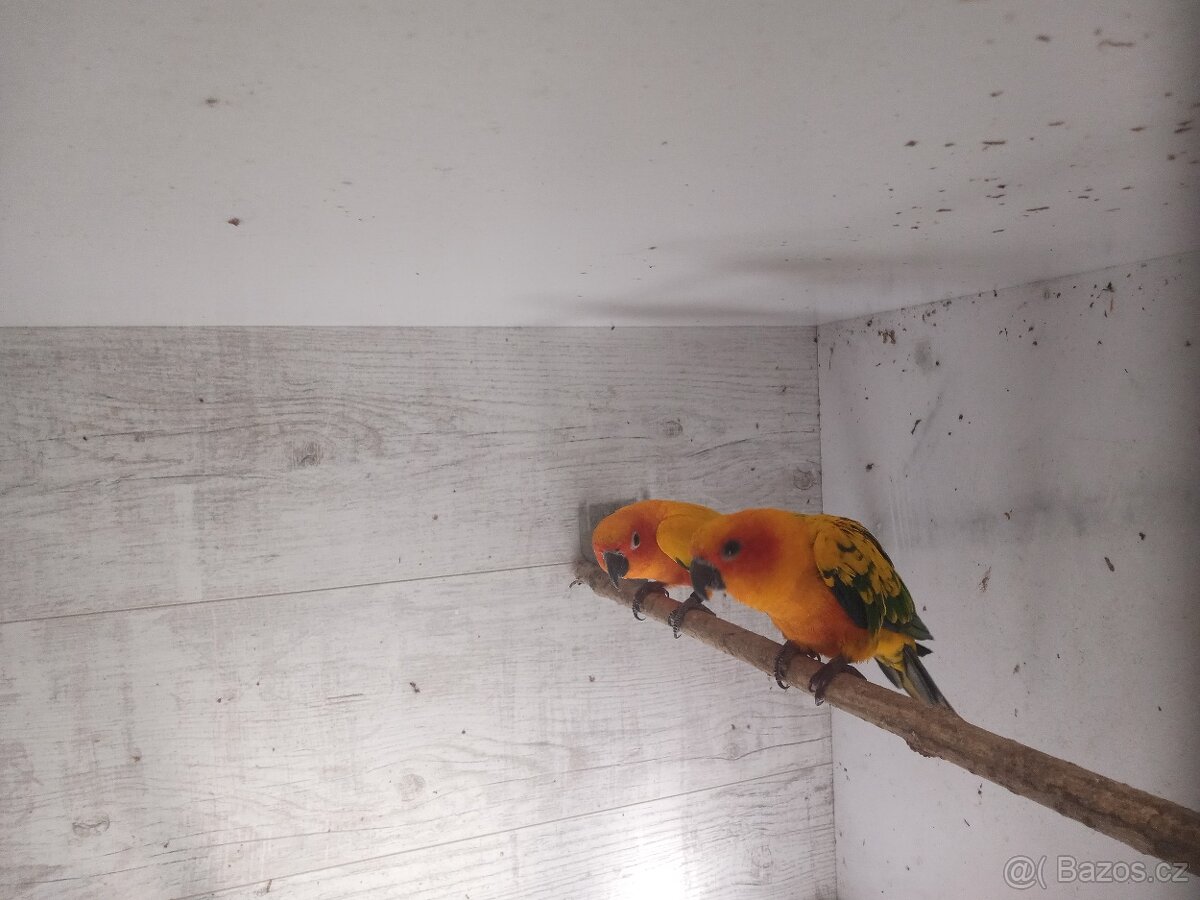 Aratinga slunecni