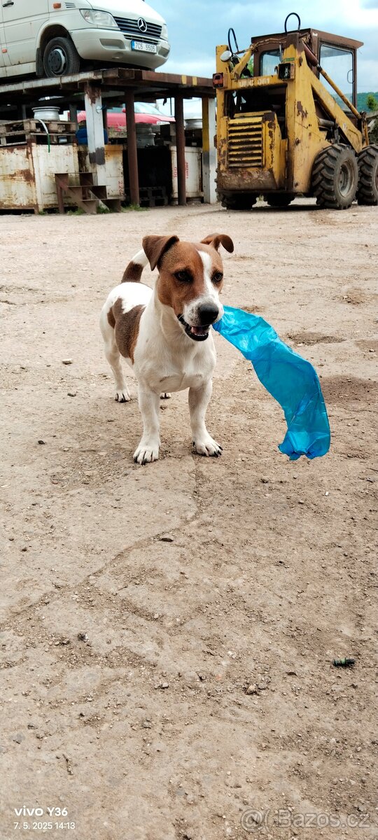Jack Russell teriér