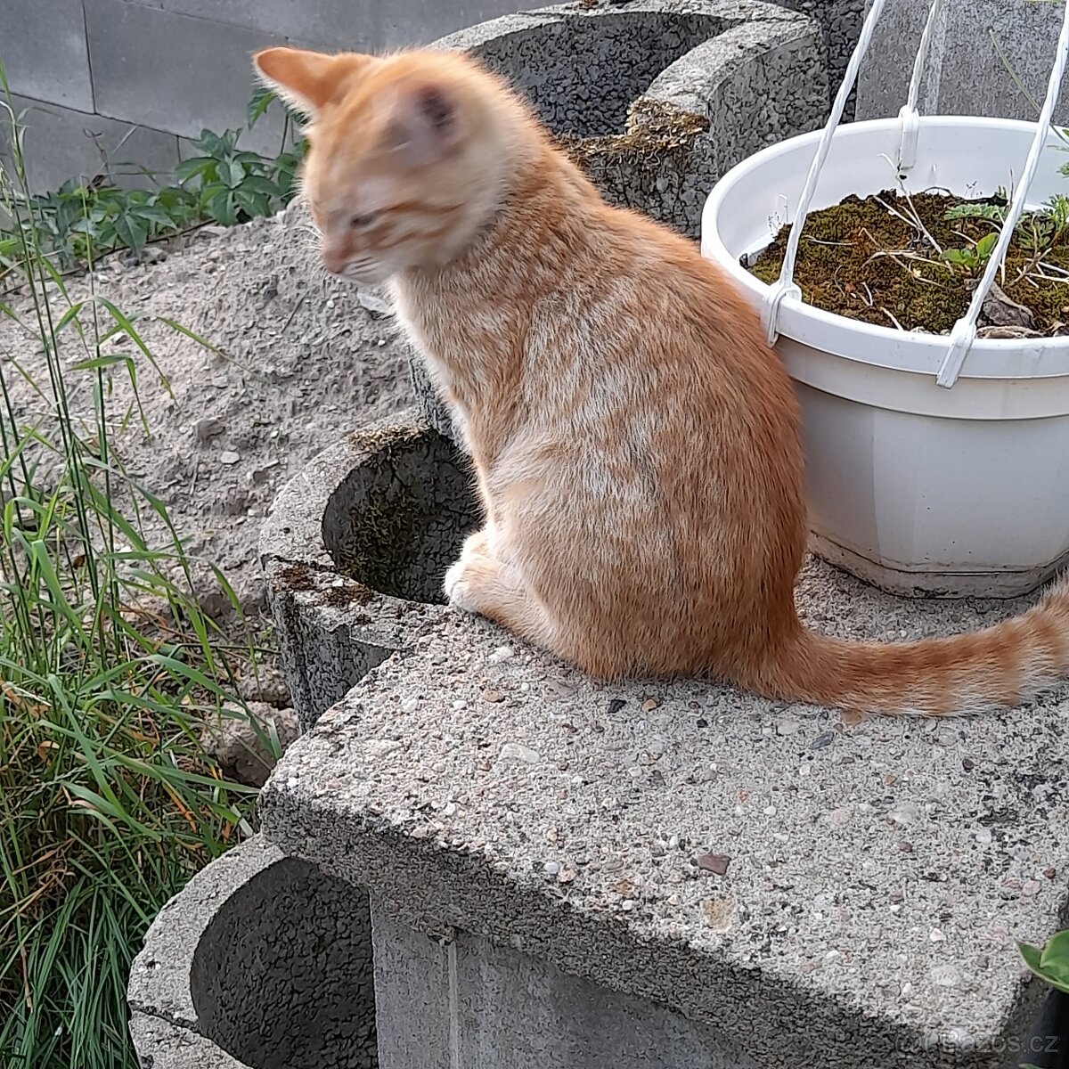 daruji kotě