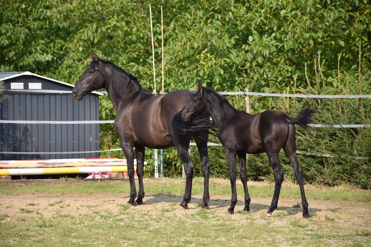 Lusitano černý hřebeček 2025