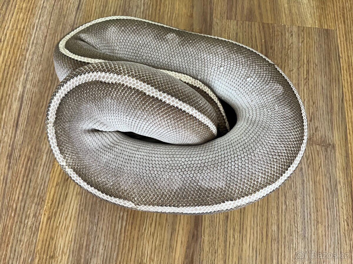 Purple passion - import Holandsko