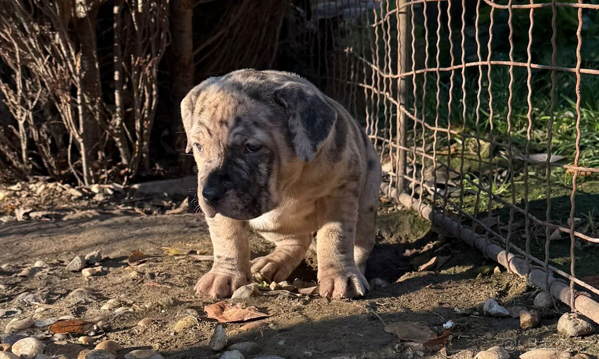 American Bully XL s PP - IHNED K ODBĚRU