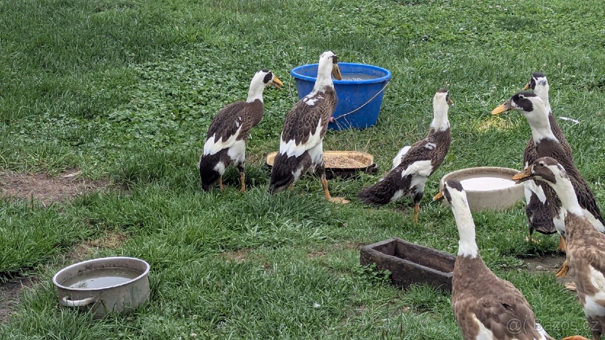 Indický běžec srnčí sedlatý