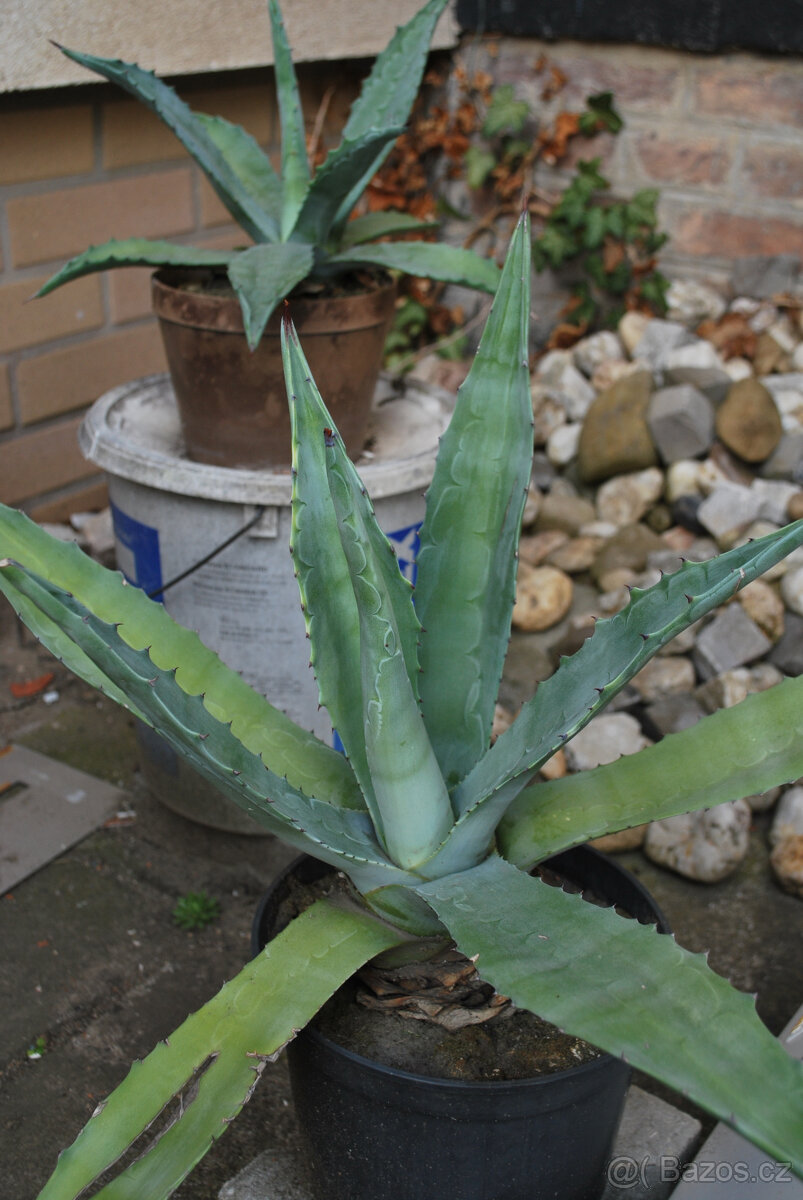 Agave
