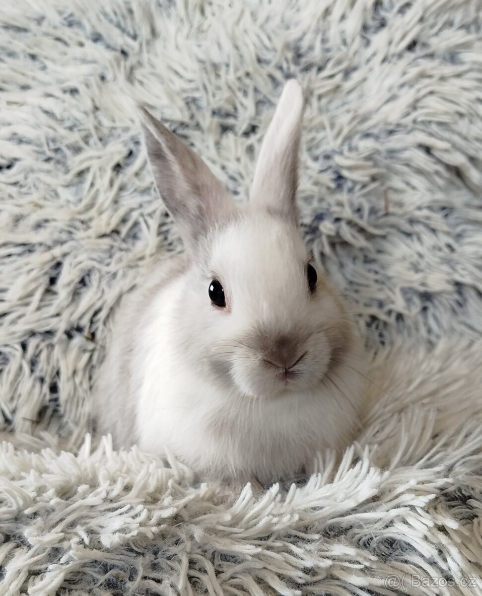 Zakrslý králík