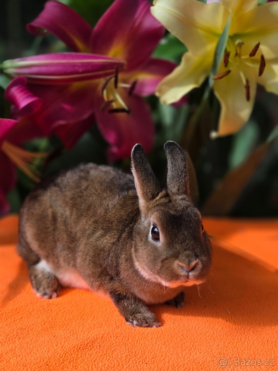 Mini rexík -luxusní mazlíček