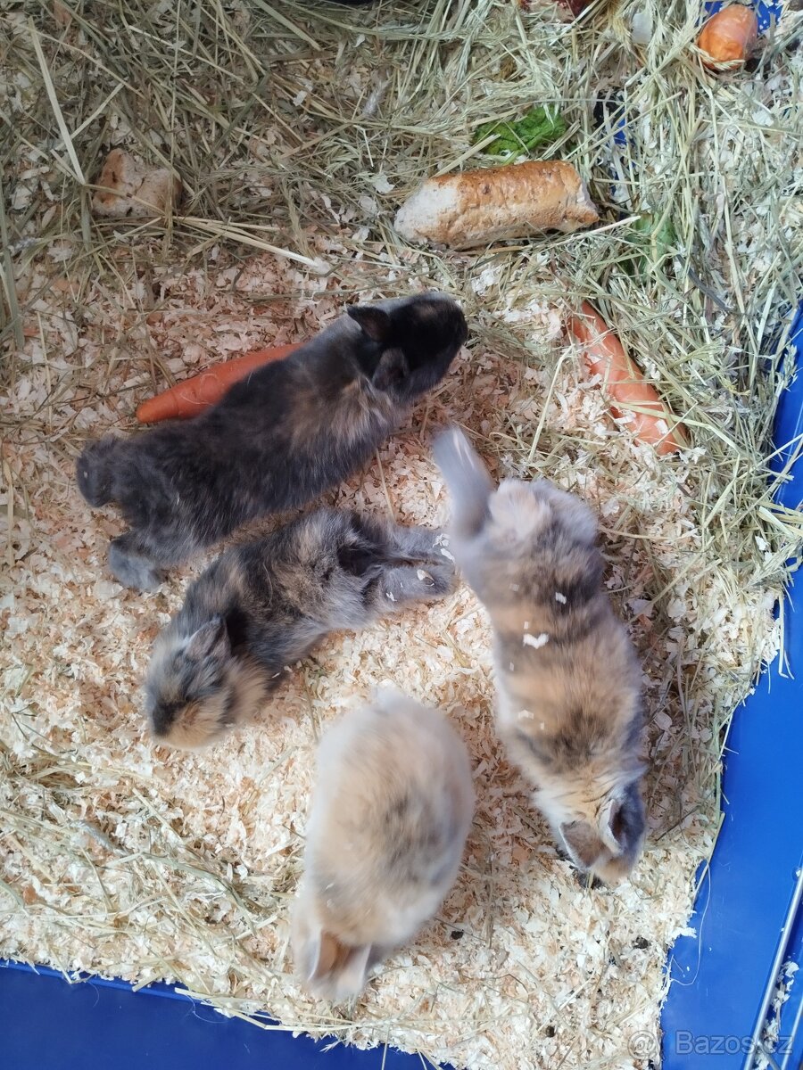 Zakrslé králíky