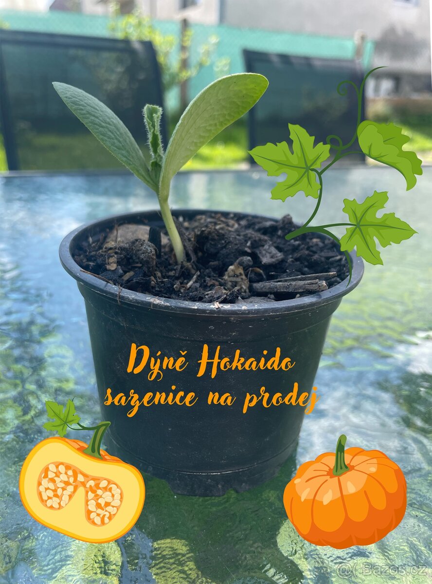 Prodej sazenice dýně, lilek