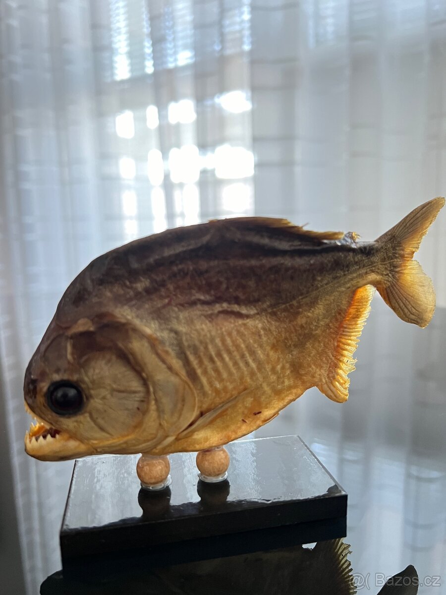 Piranha, exoticka ryba z Brazilie