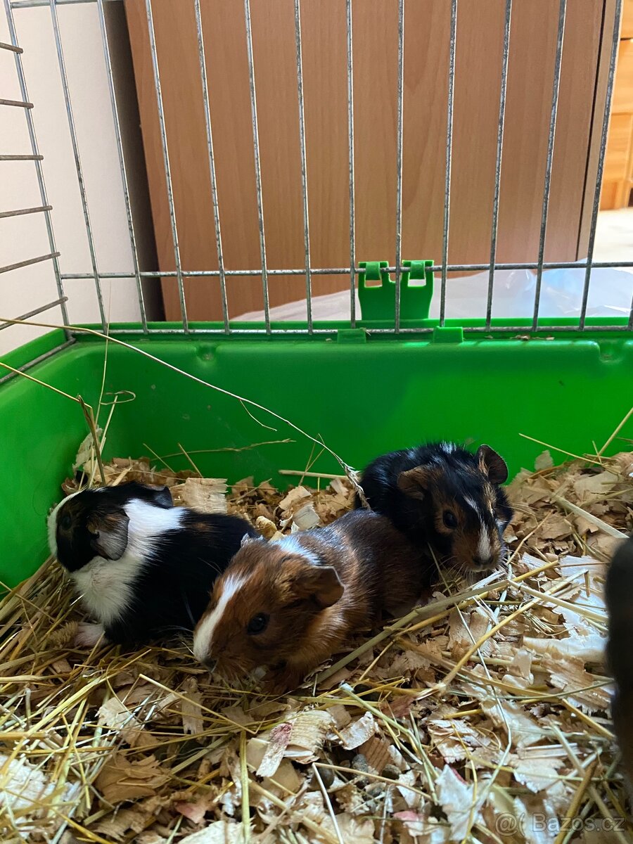 Mláďata morčete