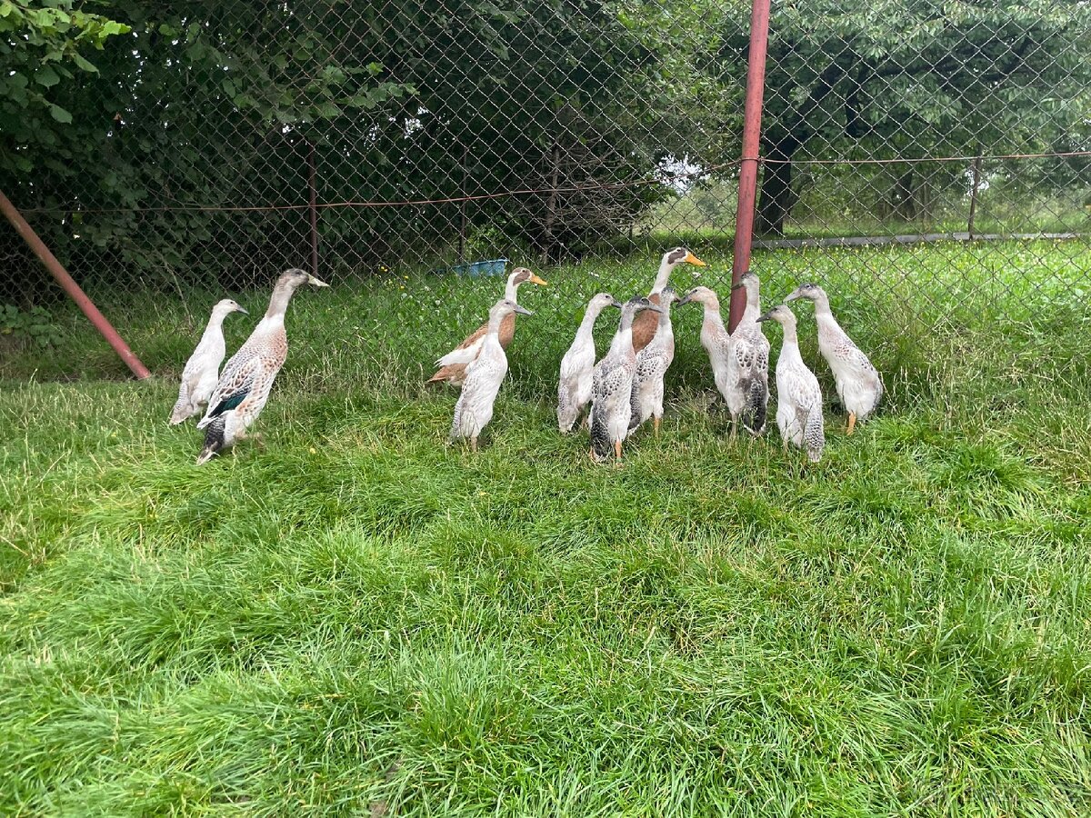 Indický běžec stříbřitý
