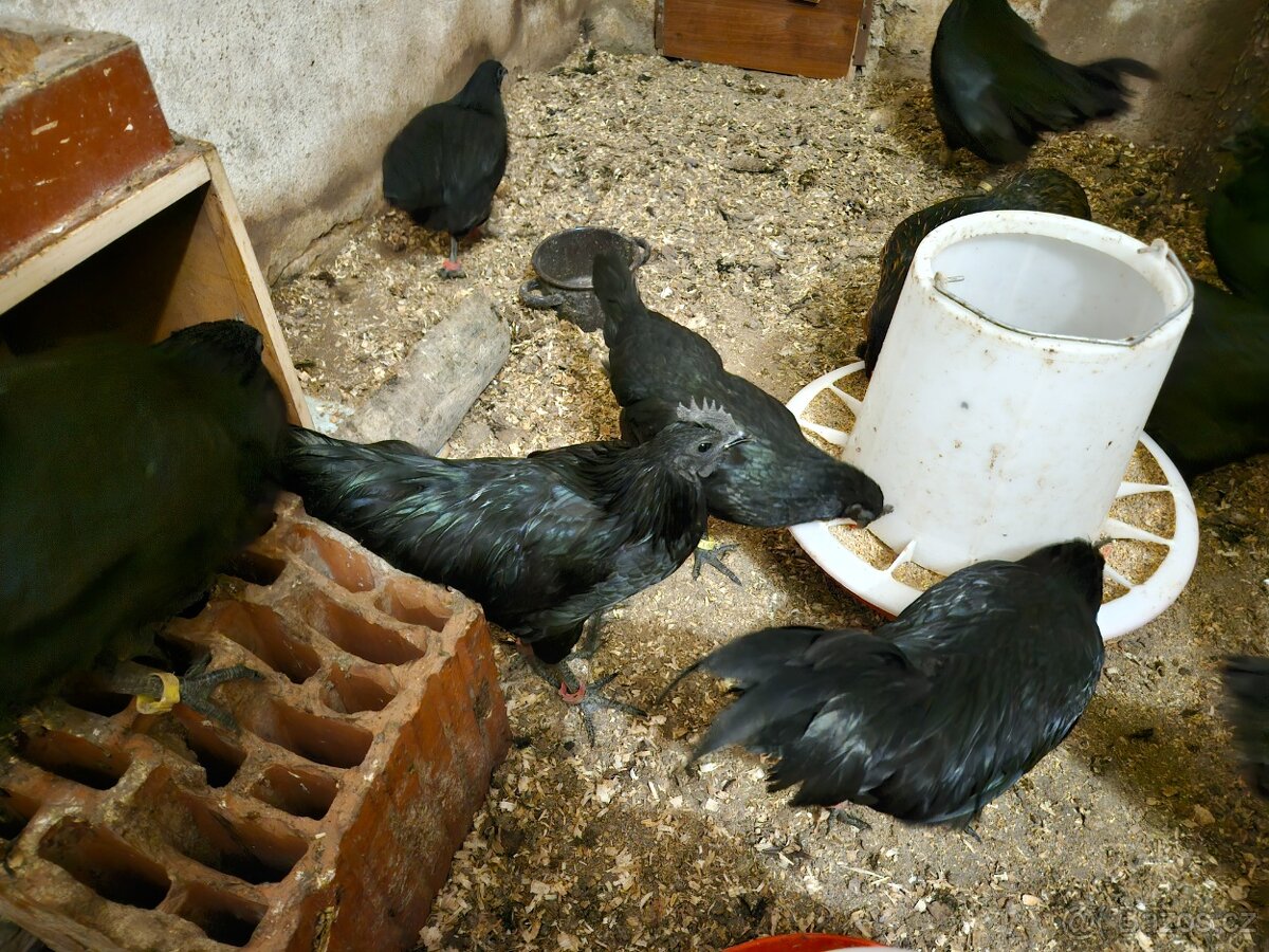 Ayam Cemani