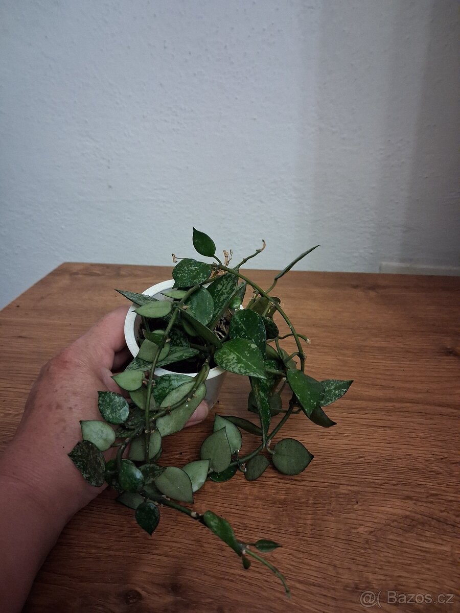 Pokojové rostliny 3