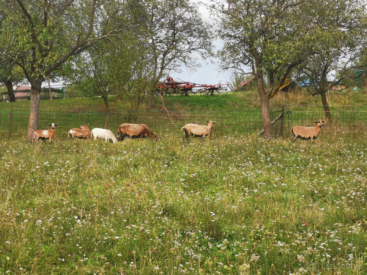 Prodám Kamerunské ovce