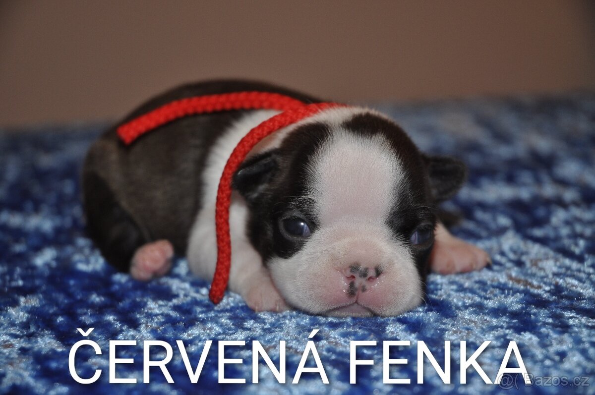 Boston teriér, bostonský teriér, bostonek