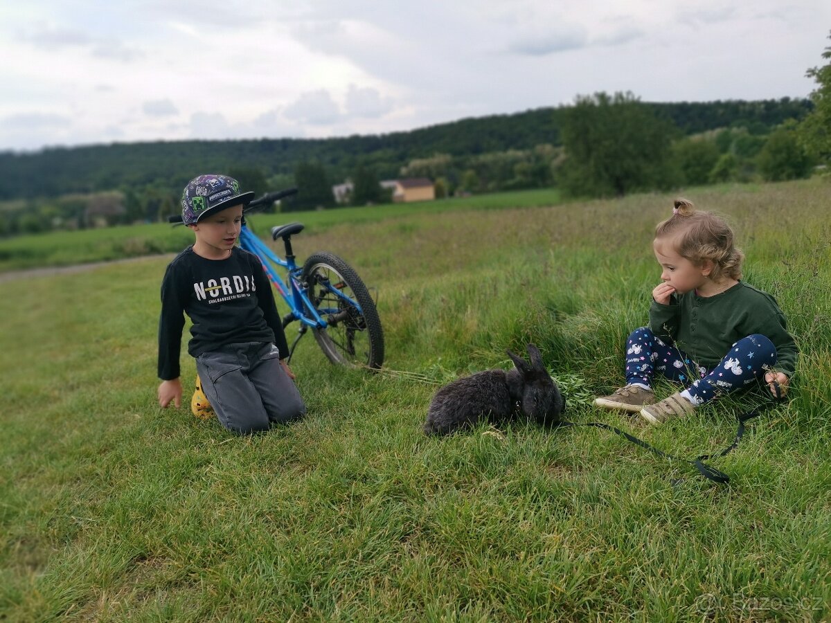 Králíci