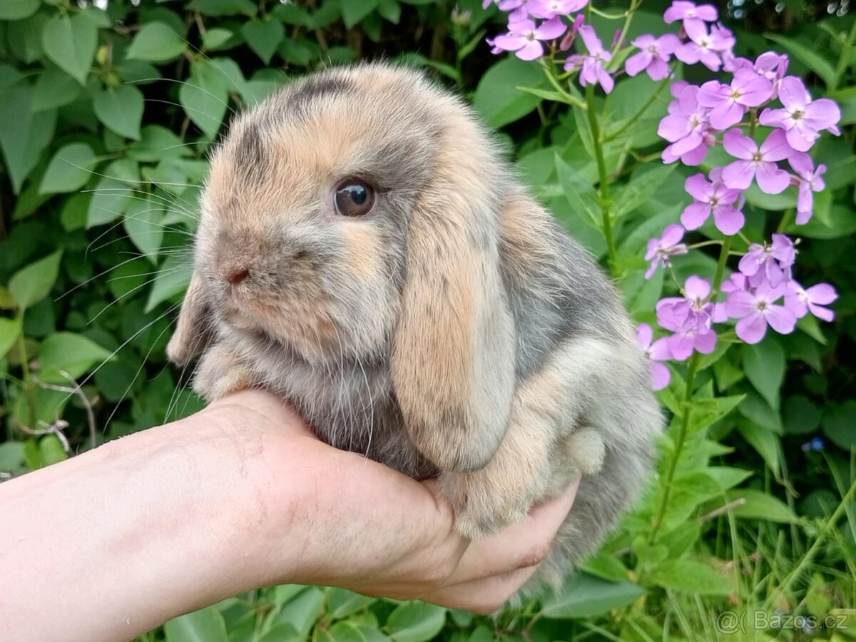 Anglický Zakrslý Beránek MINILOP