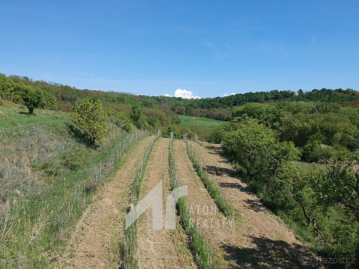 Křepice u Hustopečí – mladá vinice 2 199 m2 – vinice