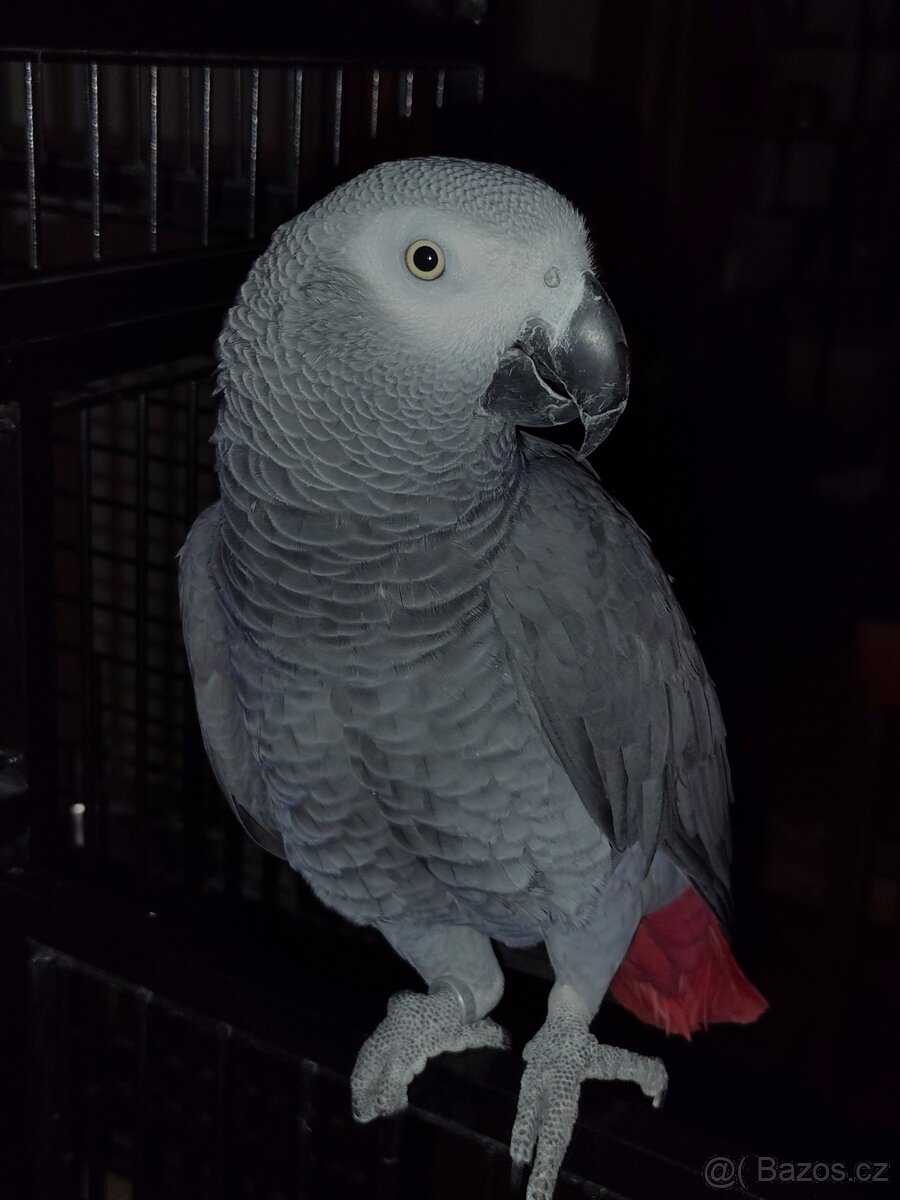 Papoušek šedý - žako