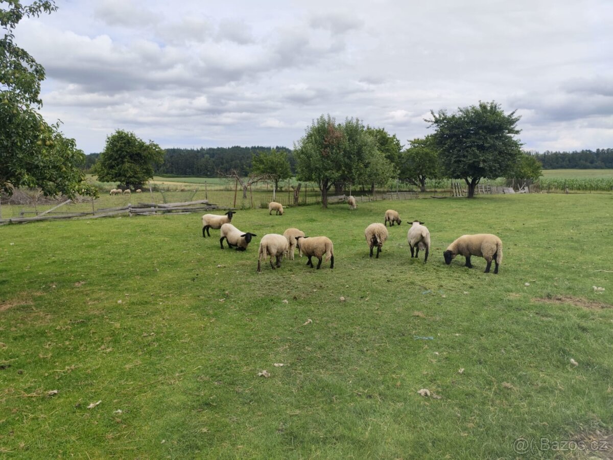 Prodám jehňata – suffolk a kříženci texel x suffolk