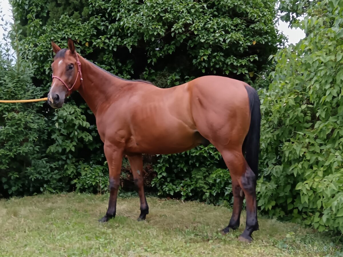 3 letý valach QH
