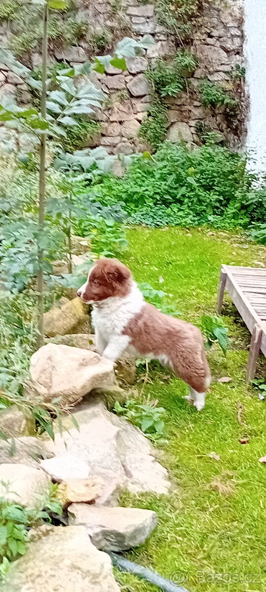 Prodám štěňata Borderkolie