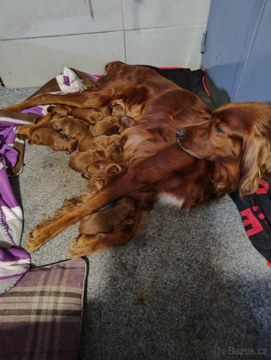 ŠTĚŇÁTKA irských setrů s PP