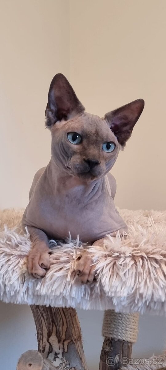 Kanadský sphynx ke krytí