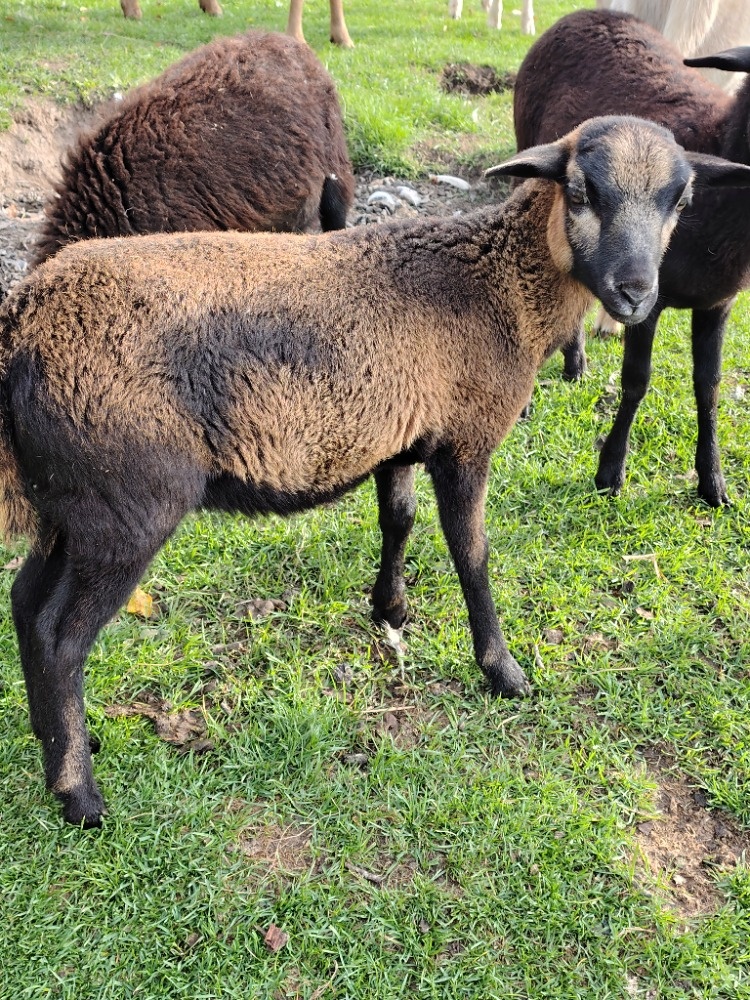 Kamerunské jehničky