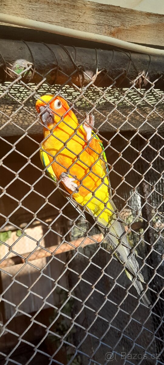 Arantinga sluneční